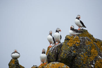 Oiseaux de mer<br>NIKON D4, 500 mm, 250 ISO,  1/2000 sec,  f : 5 